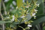 : - Epidendrum stamfordianum