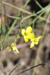 Garten-Senfrauke - Eruca vesicaria subsp. sativa