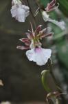 : - Eulophia guineensis