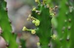 : - Euphorbia mayuranathanii
