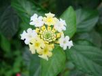 Wandelröschen - Lantana canescens