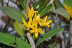 : - Guarianthe aurantiaca