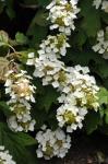 : - Hydrangea quercifolia