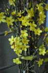 Winter-Jasmin - Jasminum nudiflorum