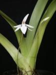 : - Jumellea sagittata