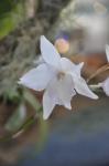 : - Laelia anceps subsp. anceps