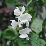 Duft-Platterbse - Lathyrus odoratus