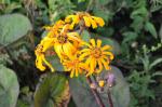 :-Ligularia dentata