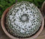 : - Mammillaria perbella