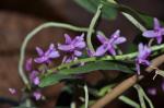: - Micropera rostrata