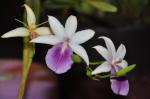: - Miltonia regnellii