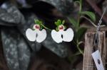 : - Oeonia rosea