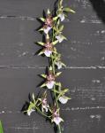 : - Oncidium hastilabium