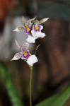 : - Caucaea phalaenopsis
