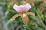 :-Paphiopedilum charlesworthii