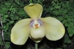 :-Paphiopedilum hangianum
