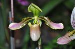 :-Paphiopedilum bullenianum var. bullenianum