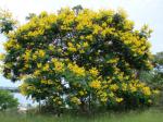 : - Peltophorum dubium