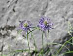 Scheuchzer-Teufelskralle - Phyteuma scheuchzeri