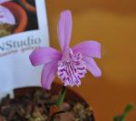 : - Pleione yunnanensis