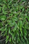 : - Pyrrosia abbreviata