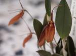 : - Restrepia muscifera
