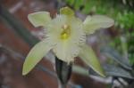 : - Rhyncholaelia digbyana