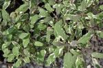 : - Salvia officinalis subsp. officinalis