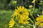 Kompasspflanze - Silphium laciniatum