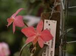 :-Cattleya wittigiana