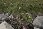 Herbst-Anemone - Anemone hupehensis