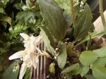 : - Stanhopea oculata