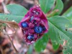 : - Psychotria colorata