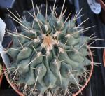 : - Thelocactus rinconensis