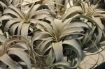 : - Tillandsia xerographica