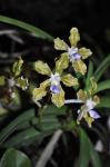: - Vanda tessellata