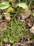 Französische Erdkastanie - Conopodium majus