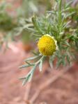 Strahlenlose Kamille - Matricaria discoidea
