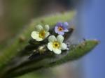 Buntes Vergissmeinnicht - Myosotis discolor