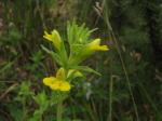 Klebrige Parentucellie - Parentucellia viscosa