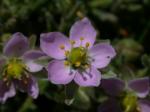 : - Spergularia rupicola