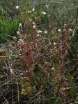 Dreifinger-Steinbrech - Saxifraga tridactylites