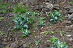 : - Argemone glauca