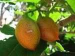 : - Bunchosia argentea