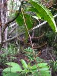 : - Charpentiera ovata
