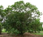 : - Colubrina oppositifolia
