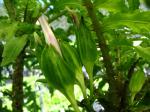 : - Cyanea magnicalyx