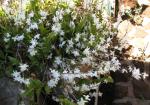 : - Dendrobium crumenatum