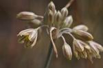 Rispen-Lauch - Allium paniculatum