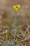 Berg-Steinkraut-Alyssum montanum